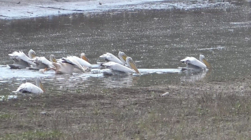 Pelikanlar Kars Baraj Gölü’nde görsel şölen oluşturdu - Resim: 2