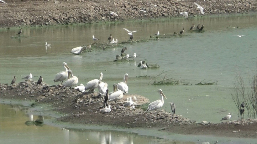 Pelikanlar Kars Baraj Gölü’nde görsel şölen oluşturdu - Resim: 4