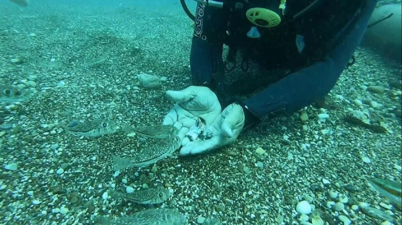 Prof. Dr. Mehmet Gökoğlu'ndan ezber bozan iddia: Balon balıkları öcü değil - Resim: 2