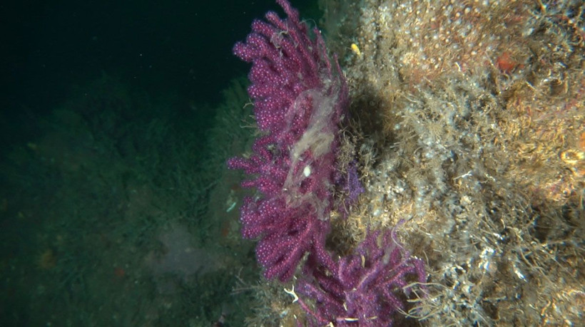 Marmara Denizi doğal felaket yaşıyor Prof. Mustafa Sarı kötü haberi verdi - Resim: 3
