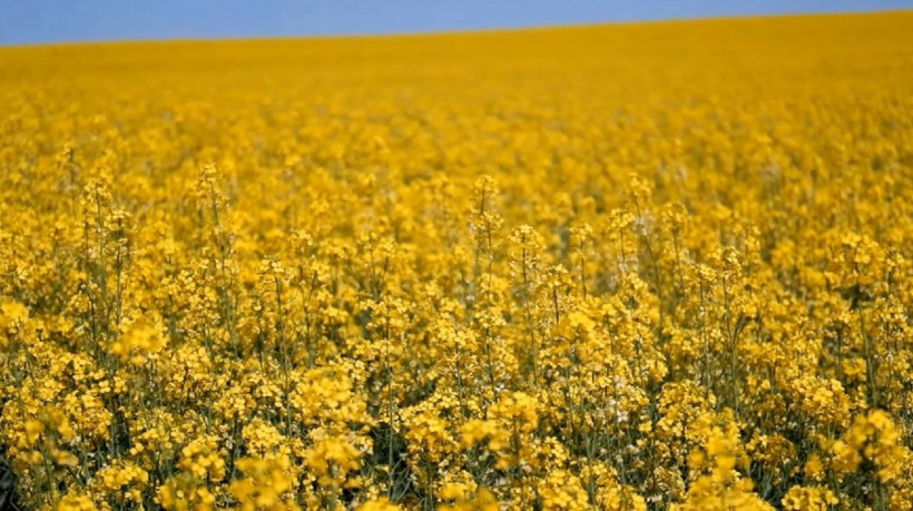 Türkiye'de ekim oranı 9 kat arttı! Ayçiçek yağına rakip olacak - Resim: 1