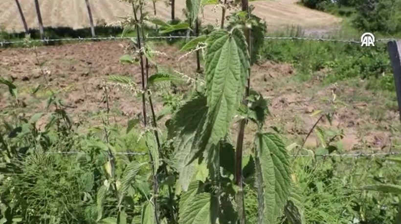 Demir deposu ısırgandan yaptılar! Eşi benzeri yok yiyen tadına bayıldı - Resim: 1