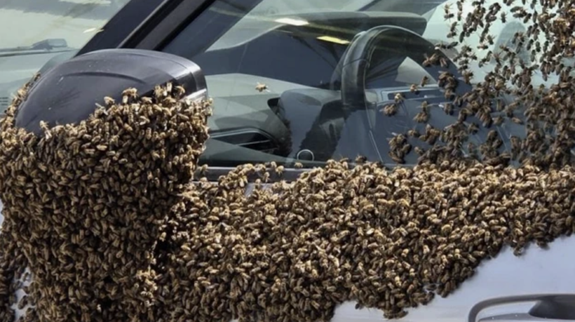 İsrail'de alarm! Tarihin en büyük arı istilası yaşanıyor: Askeri uçuşlar durduruldu... - Resim: 3