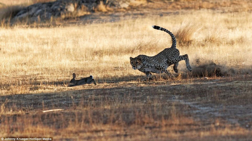Ölüm kalım savaşı! - Resim: 1