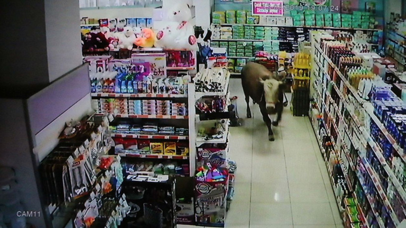 Adıyaman'da kurbanlık dana girdiği marketi yerle bir etti - Resim: 2