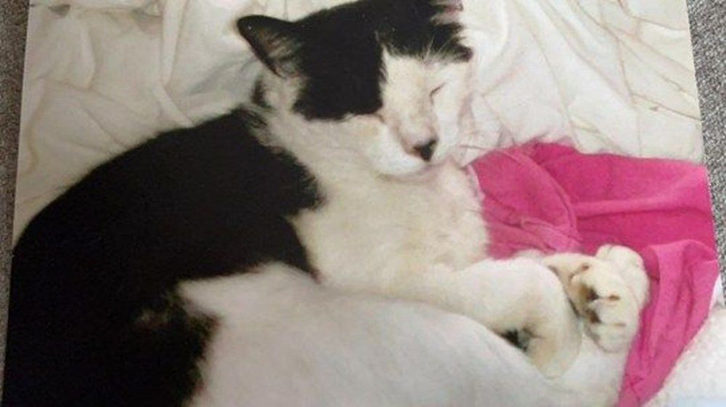 Kaybolan kedisine 12 yıl sonra kavuştu - Resim: 2