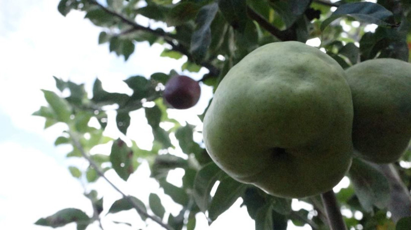 Trabzon'da kesmeye kıyamadığı ayva elma ve armut veriyor - Resim: 1