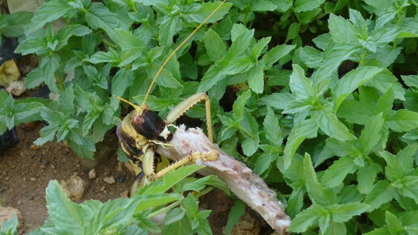 Batman Gercüş'te et yiyen dev çekirge görenleri hayretler içinde bıraktı - Resim: 1