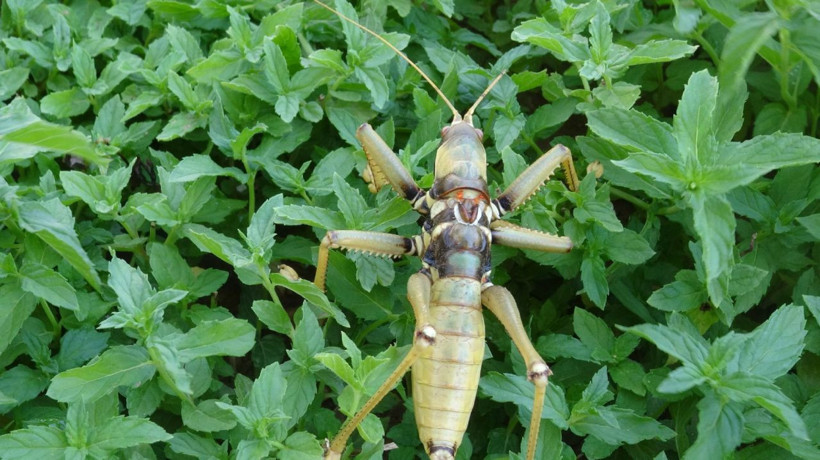 Batman Gercüş'te et yiyen dev çekirge görenleri hayretler içinde bıraktı - Resim: 2