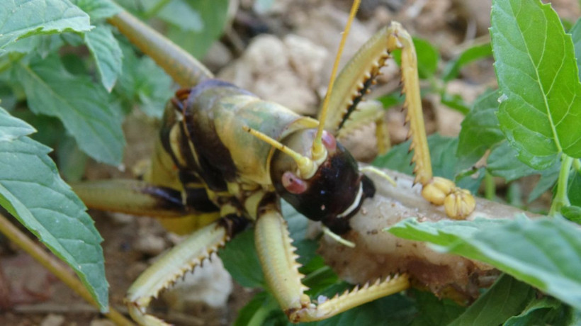 Batman Gercüş'te et yiyen dev çekirge görenleri hayretler içinde bıraktı - Resim: 3