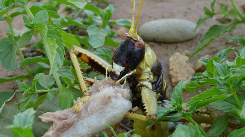 Batman Gercüş'te et yiyen dev çekirge görenleri hayretler içinde bıraktı - Resim: 4