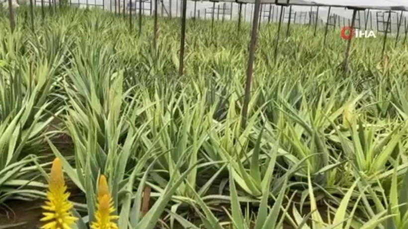 125 TL'ye satıyor paraya para demiyor! Yurt dışında görüp Antalya'da başladı: Yılda 4 defa hasat ediyor - Resim: 1