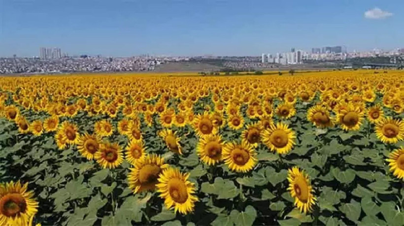 Kırklareli'nde görsel şölen! "Gündöndü" tarlaları doğa tutkunlarını mest etti... - Resim: 4