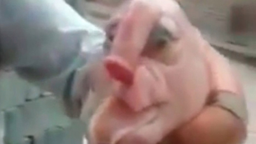 Bilim dünyası şokta maymun suratlı domuz... - Resim: 4