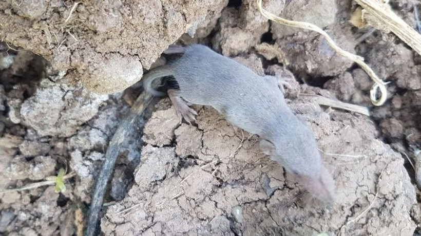 Ne olduğu anlaşılamayan canlı şaşırttı! Gördüklerine inanamadılar! - Resim: 1