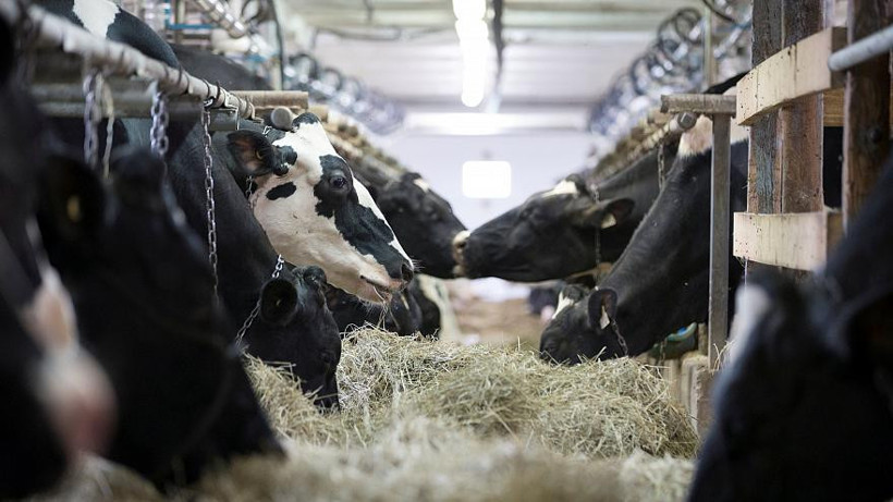 Hollanda'da dünyanın ilk yüzen çiftliği açılacak - Resim: 1