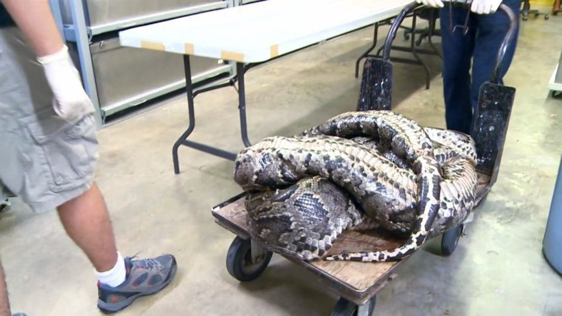 Bu piton dünyaları yutuyor - Resim: 2