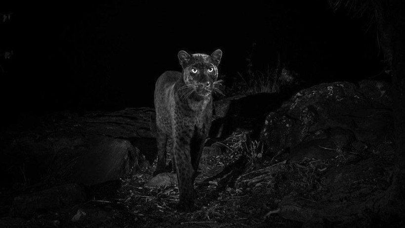 100 yıl sonra ilk kez görüntülendi görenlerin ağzı açık kaldı - Resim: 1