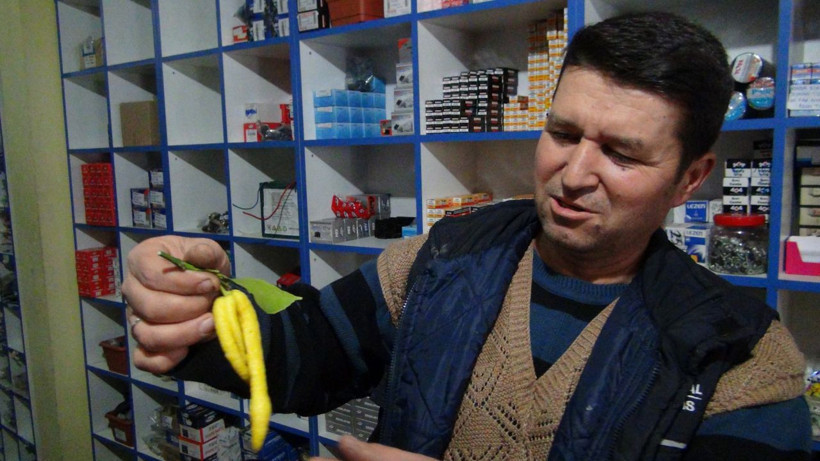 Mersin'de çiftçiyi şok eden görüntü 'biberli limon' - Resim: 3