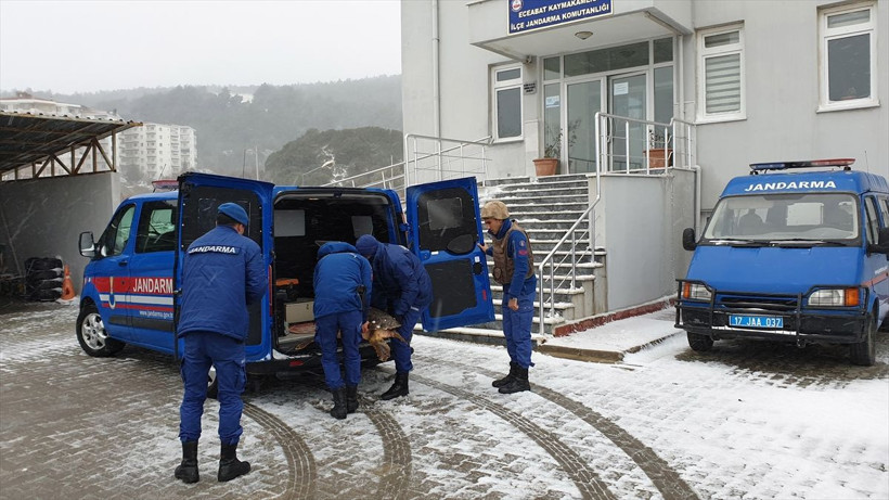 Çanakkale'de denizden çıktı yetkililer fark edince.... - Resim: 2
