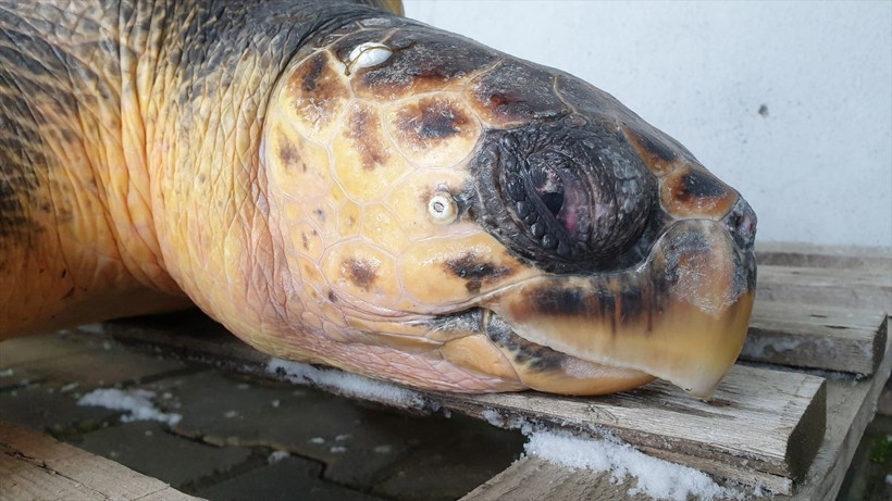 Çanakkale'de denizden çıktı yetkililer fark edince.... - Resim: 4