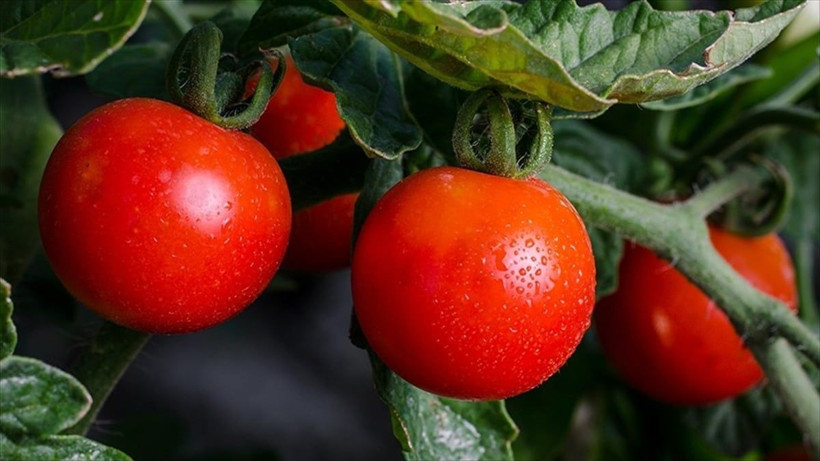 Domatesin fiyatı birden arttı 13 liraya kadar çıkacak - Resim: 4