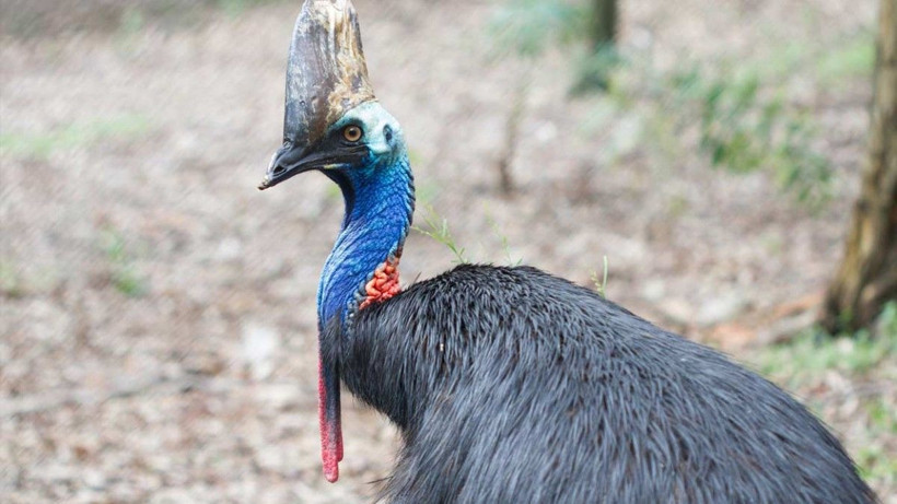 ABD egzotik kuş Cassowary sahibini öldürdü - Resim: 3
