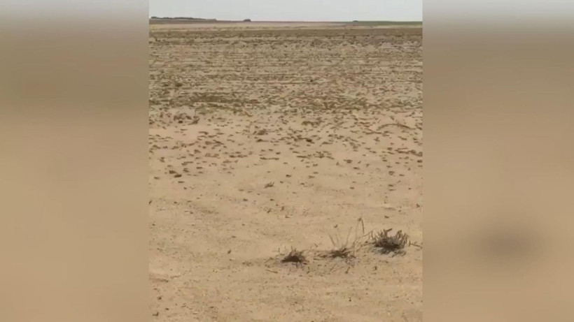 Çekirge istilası ülkeyi krize soktu Kızıldeniz üzerinden geldiler - Resim: 1