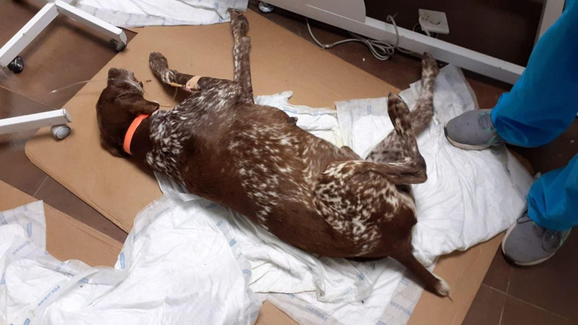 Sarıyer’de köpekleri salyangoz zehriyle zehirlediler ünlü isimlerden tepki yağdı - Resim: 2