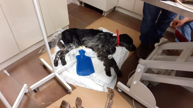 Sarıyer’de köpekleri salyangoz zehriyle zehirlediler ünlü isimlerden tepki yağdı - Resim: 4