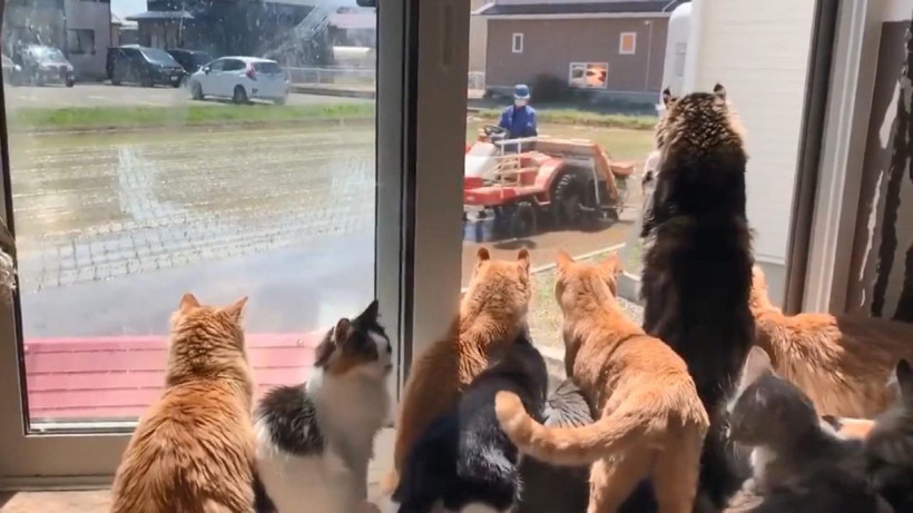 Japonya'da kedilerin "çiftçi" merakı - Resim: 3