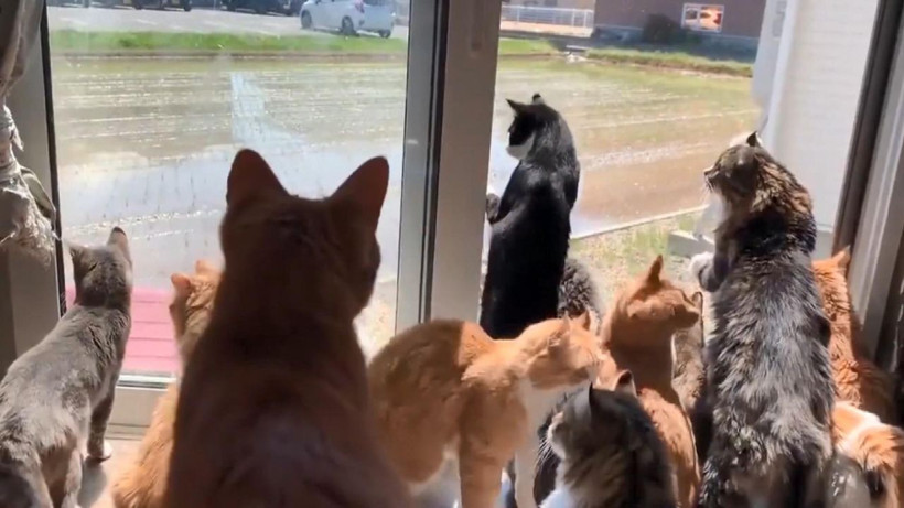 Japonya'da kedilerin "çiftçi" merakı - Resim: 4