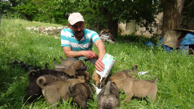 Anneleri ölen 14 yavru köpeğe bakıyor - Resim: 4