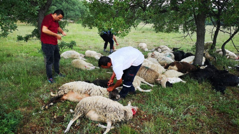 Eskişehir’de 55 koyun yıldırım çarpması sonucu telef oldu - Resim: 1