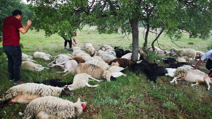 Eskişehir’de 55 koyun yıldırım çarpması sonucu telef oldu - Resim: 3