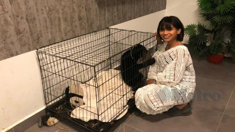 Ünlü şarkıcı köpek sandı eve götürdü mahkemelik oldu! - Resim: 4