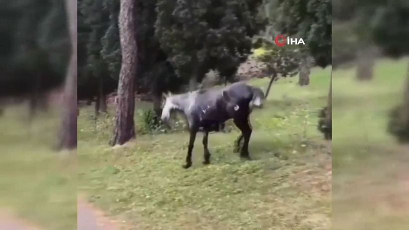 Atın içler acısı hali yürekleri sızlattı - Resim: 1