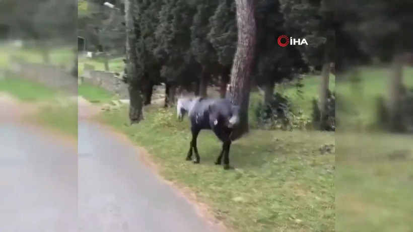 Atın içler acısı hali yürekleri sızlattı - Resim: 2