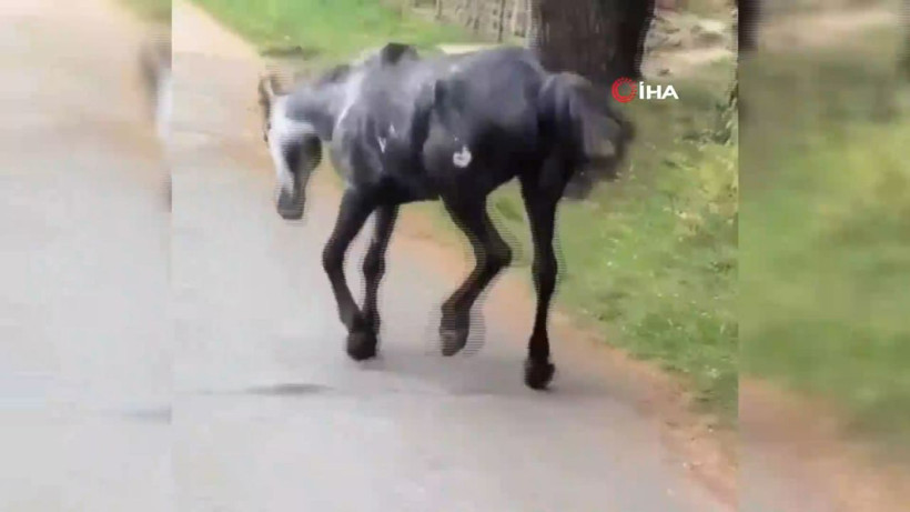 Atın içler acısı hali yürekleri sızlattı - Resim: 4