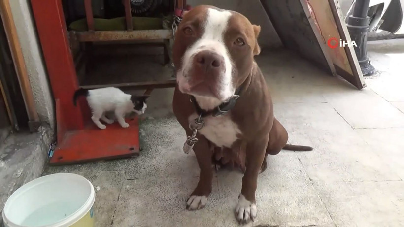 Pitbulldan yavru kediye anne şefkati - Resim: 2