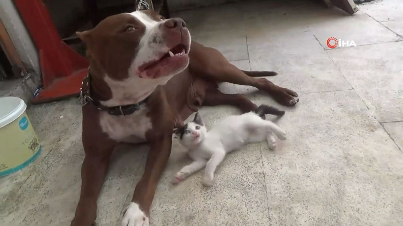 Pitbulldan yavru kediye anne şefkati - Resim: 4