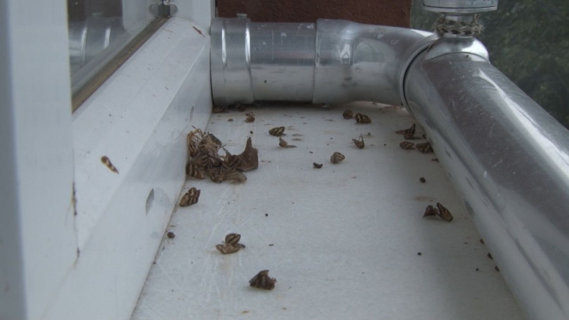 Rize de Vampir Kelebek ile mücadele - Resim: 2