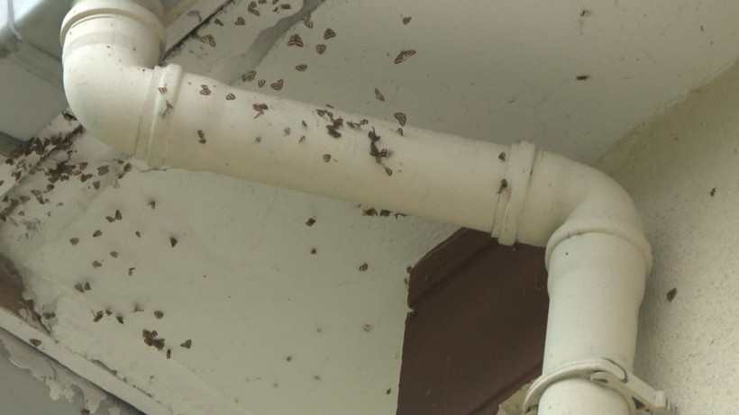 Rize de Vampir Kelebek ile mücadele - Resim: 4