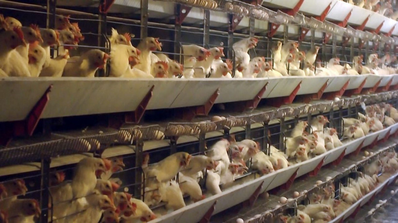 Tavuklara her sabah düzenli dinletiyor günde 150 koli yumurta alıyor! - Resim: 3