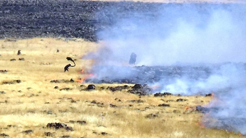 Diyarbakır'da bin dönümlük ekili alan kül oldu - Resim: 1