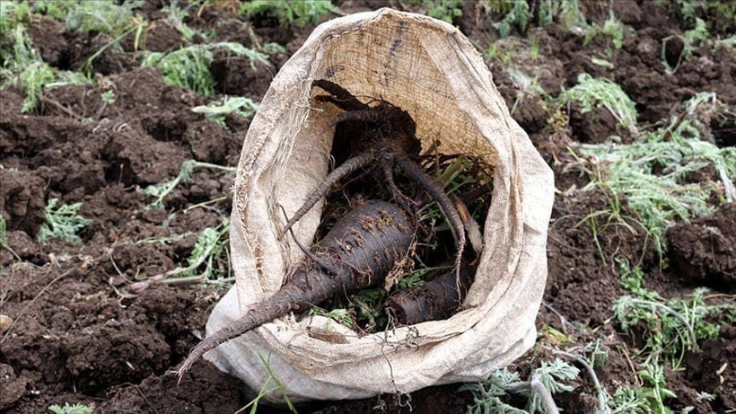 Mucize! Şifa deposu siyah havucun faydaları - Resim: 2