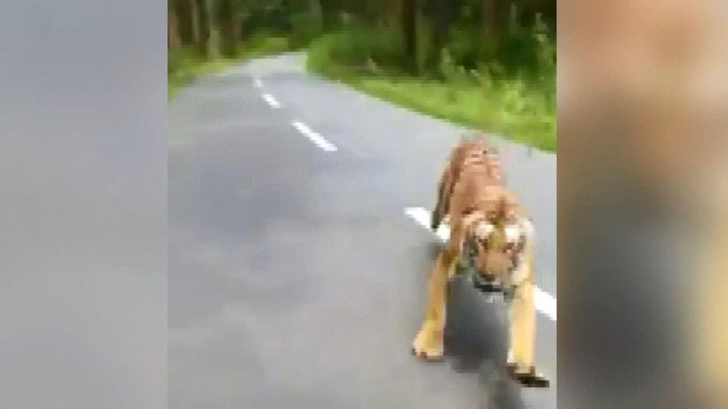 Otoyola çıkan kaplan motorsikletçilerin kabusu oldu - Resim: 3