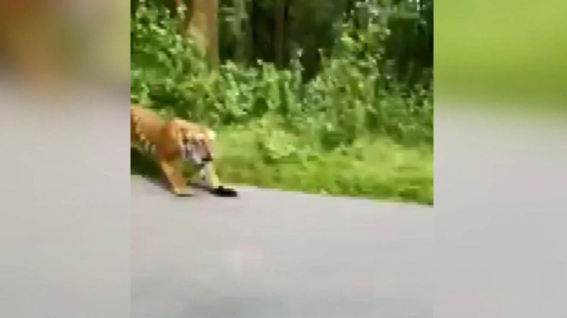 Otoyola çıkan kaplan motorsikletçilerin kabusu oldu - Resim: 4