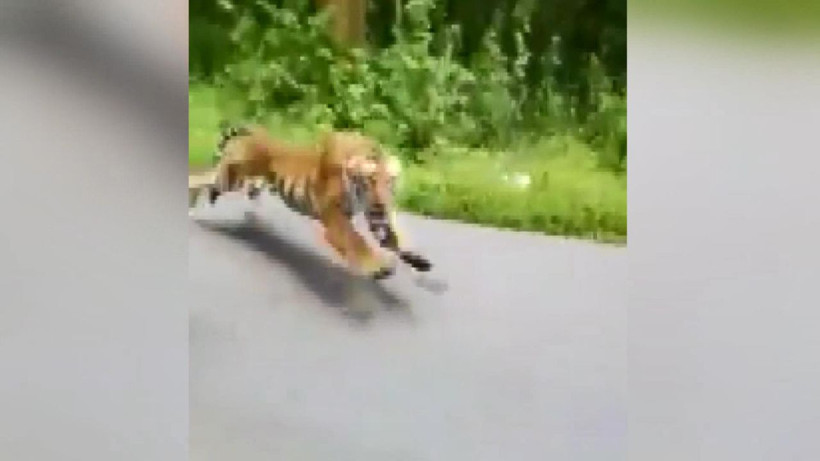 Otoyola çıkan kaplan motorsikletçilerin kabusu oldu - Resim: 1