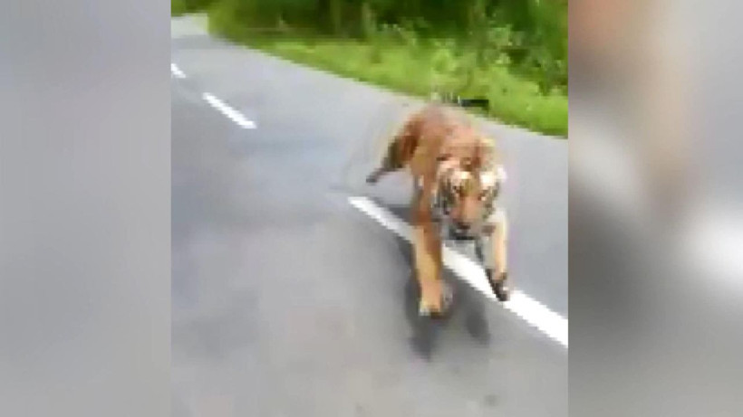 Otoyola çıkan kaplan motorsikletçilerin kabusu oldu - Resim: 2